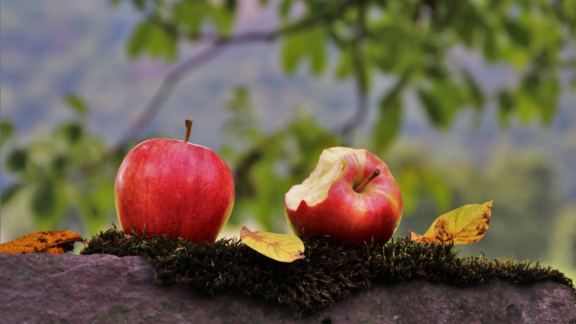 Manzanas y tu salud dental